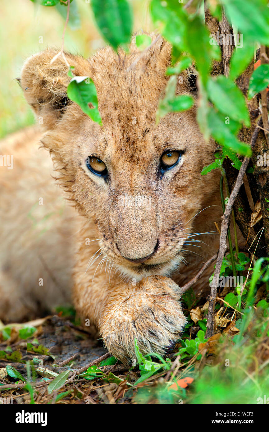 Africa lion cub (Panthera leo), Masai Mara Reserve, Kenya, East Africa Stock Photo