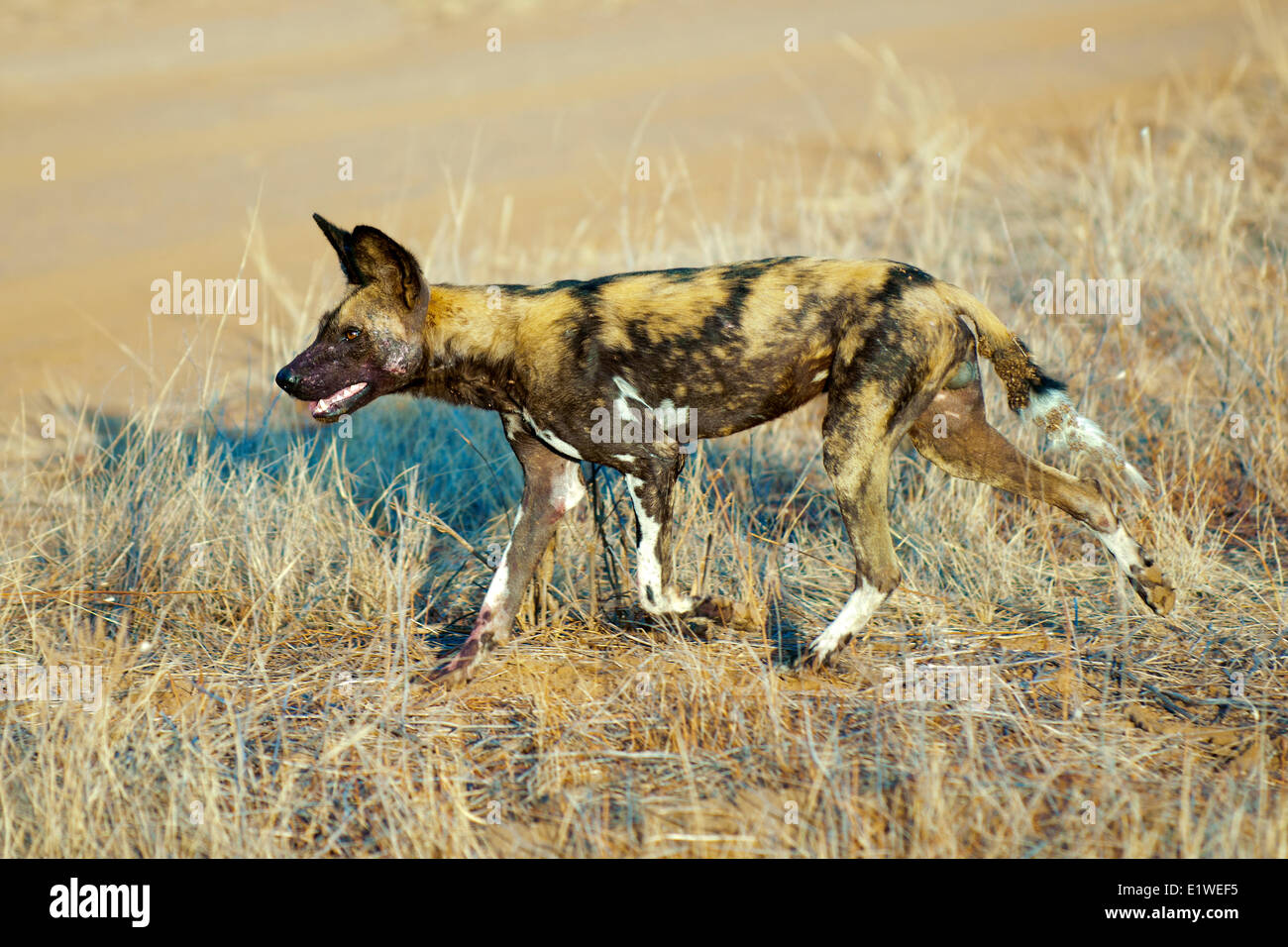 African wild dog (Lycaon pictus) hunting, Samburu National Park, Kenya, East Africa Stock Photo