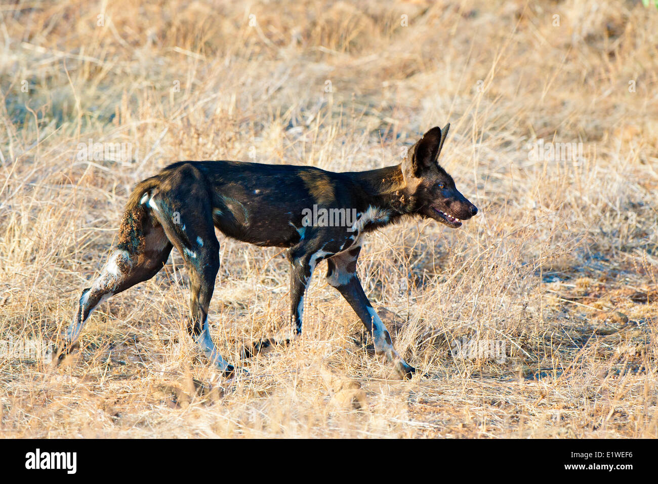 African wild dog (Lycaon pictus) hunting, Samburu National Park, Kenya, East Africa Stock Photo