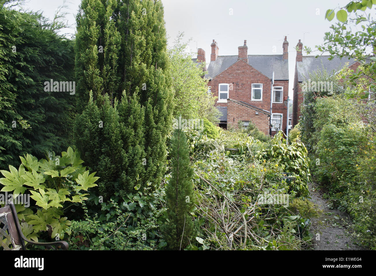 image of urban overgrown garden, England, UK Stock Photo