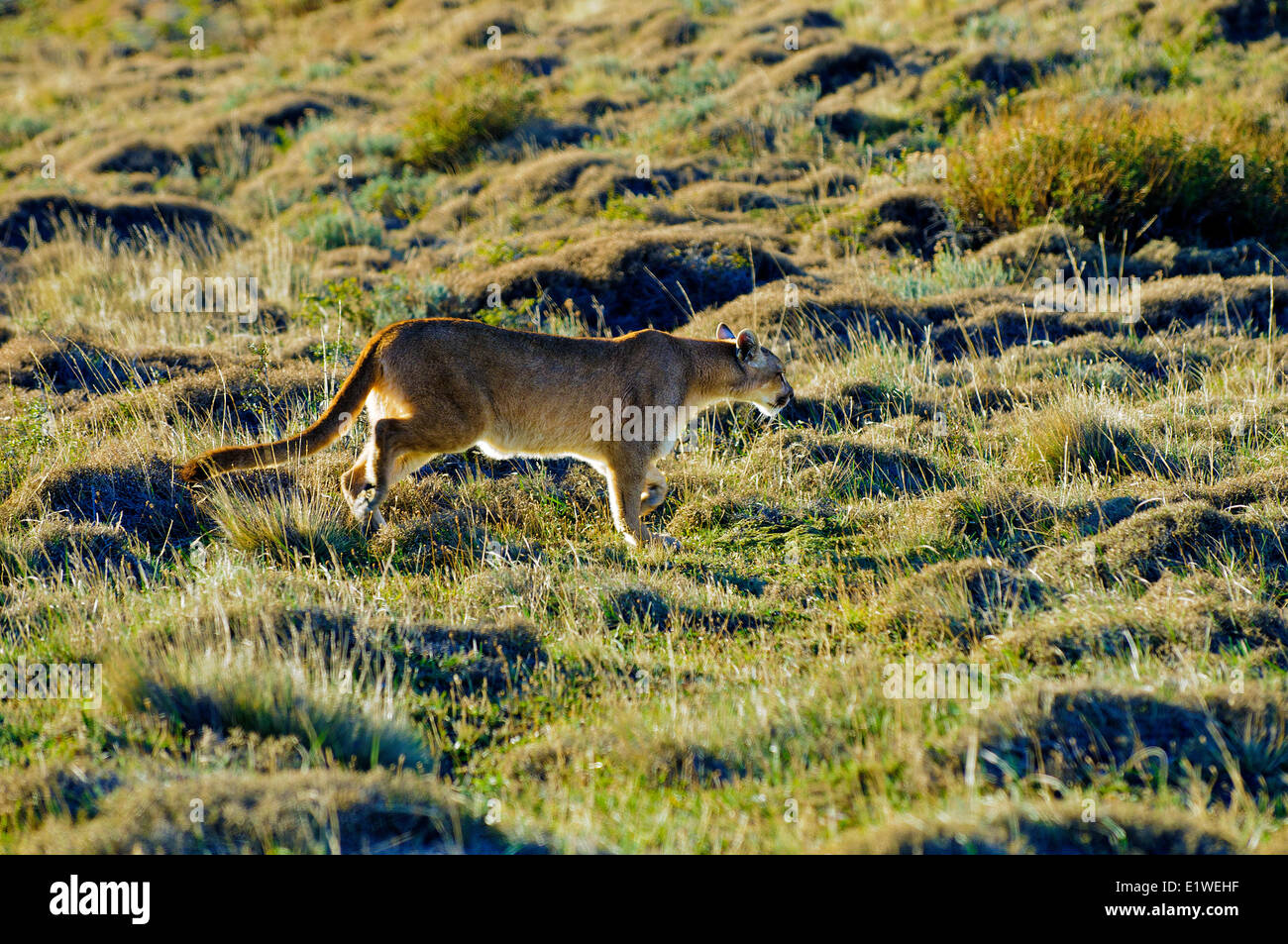 Andean puma (Felis concolor), Torres del Paine National Park, southern Patagonia, Chile Stock Photo