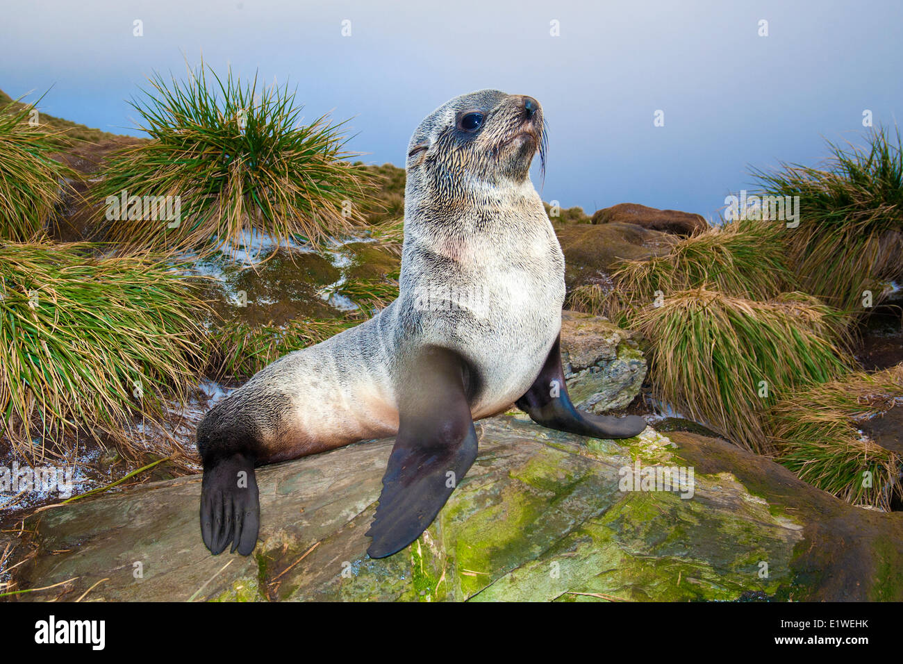 Juvenile Antarctic fur seal (Arctocephalus gazella), Island of South Georgia, Antarctica Stock Photo