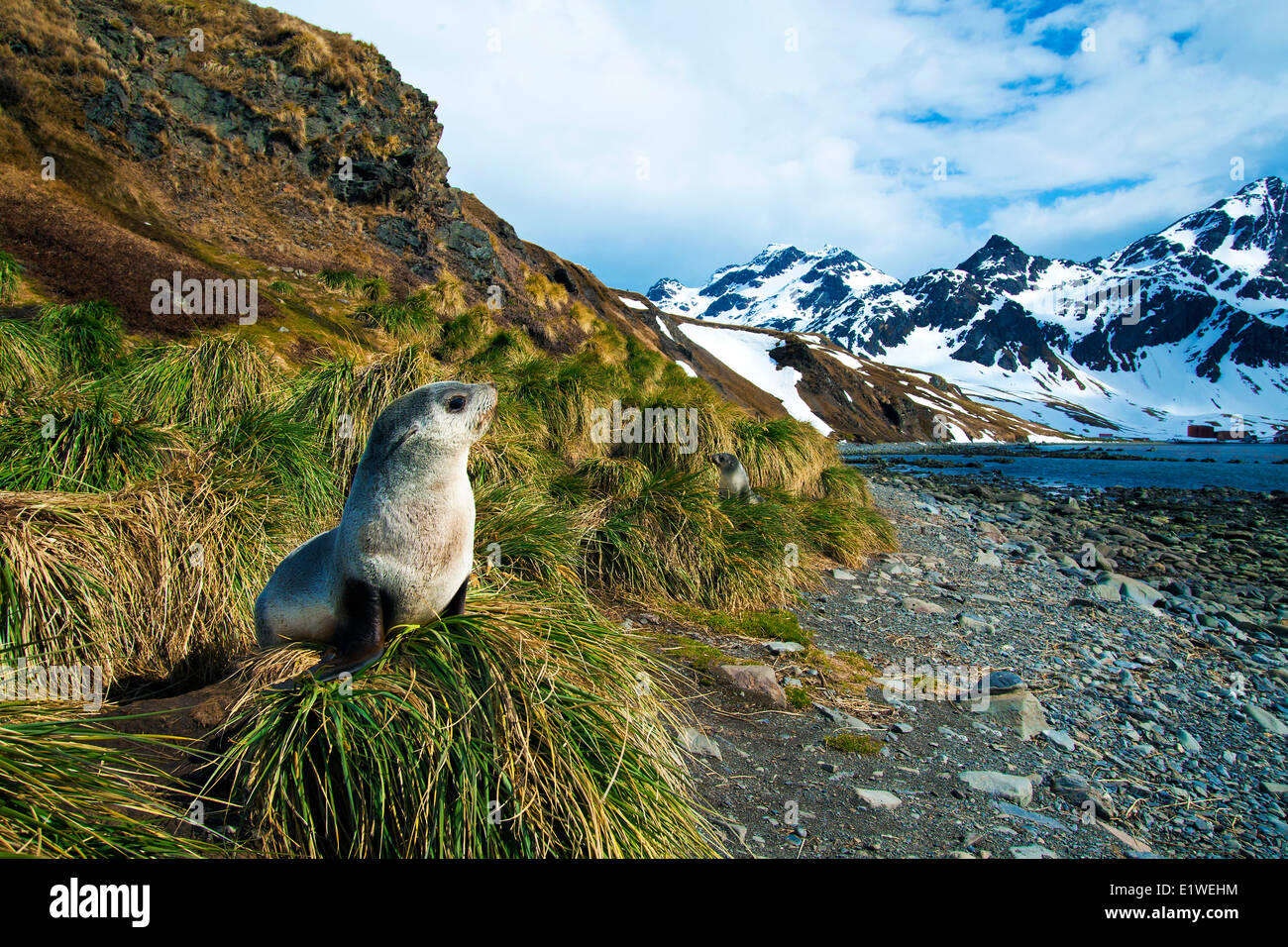 Juvenile Antarctic fur seal (Arctocephalus gazella), Island of South Georgia, Antarctica Stock Photo