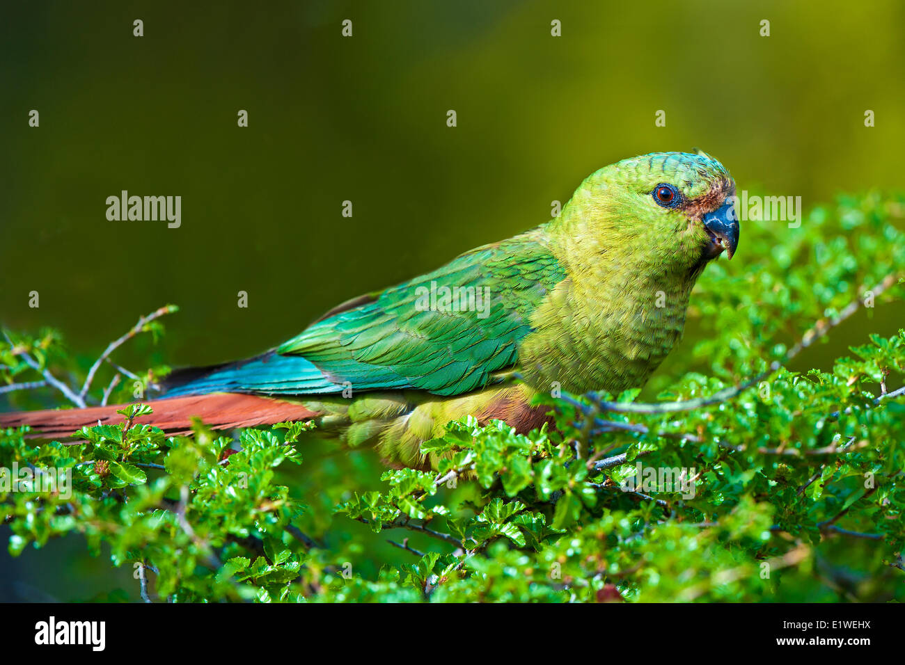 Austral parakeet (Enicognathus ferrugineus) feeding on the seed heads a southern beech tree (Nothofagus sp) Torres del Paine Stock Photo