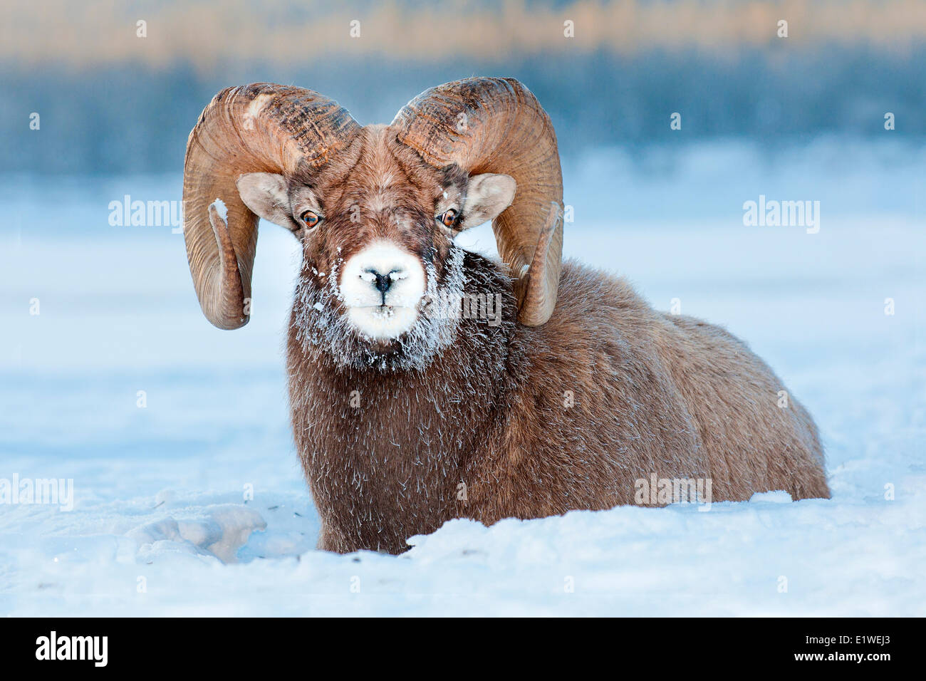 Bighorn sheep ram (Ovis canadensis), with frost-covered muzzle at -28C, Jasper National Park, Alberta, Canada Stock Photo