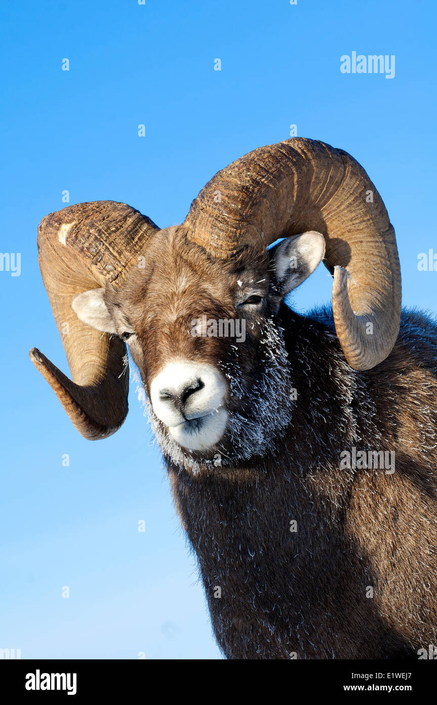 Bighorn sheep ram (Ovis canadensis), with frost-covered muzzle at -28C, Jasper National Park, Alberta, Canada Stock Photo