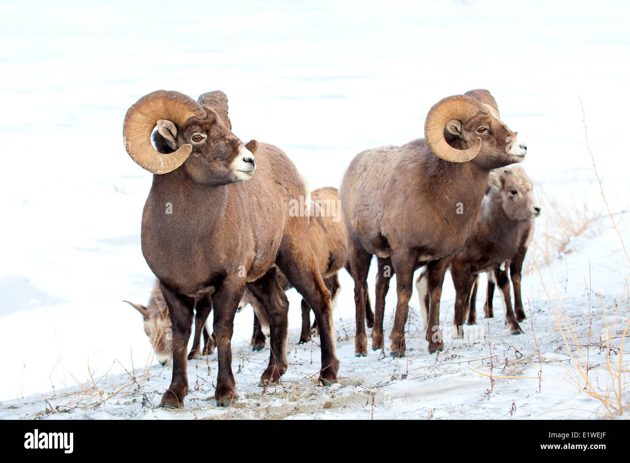 Bighorn sheep (Ovis canadensis) wintering herd, Jasper National Park, Alberta, Canada Stock Photo