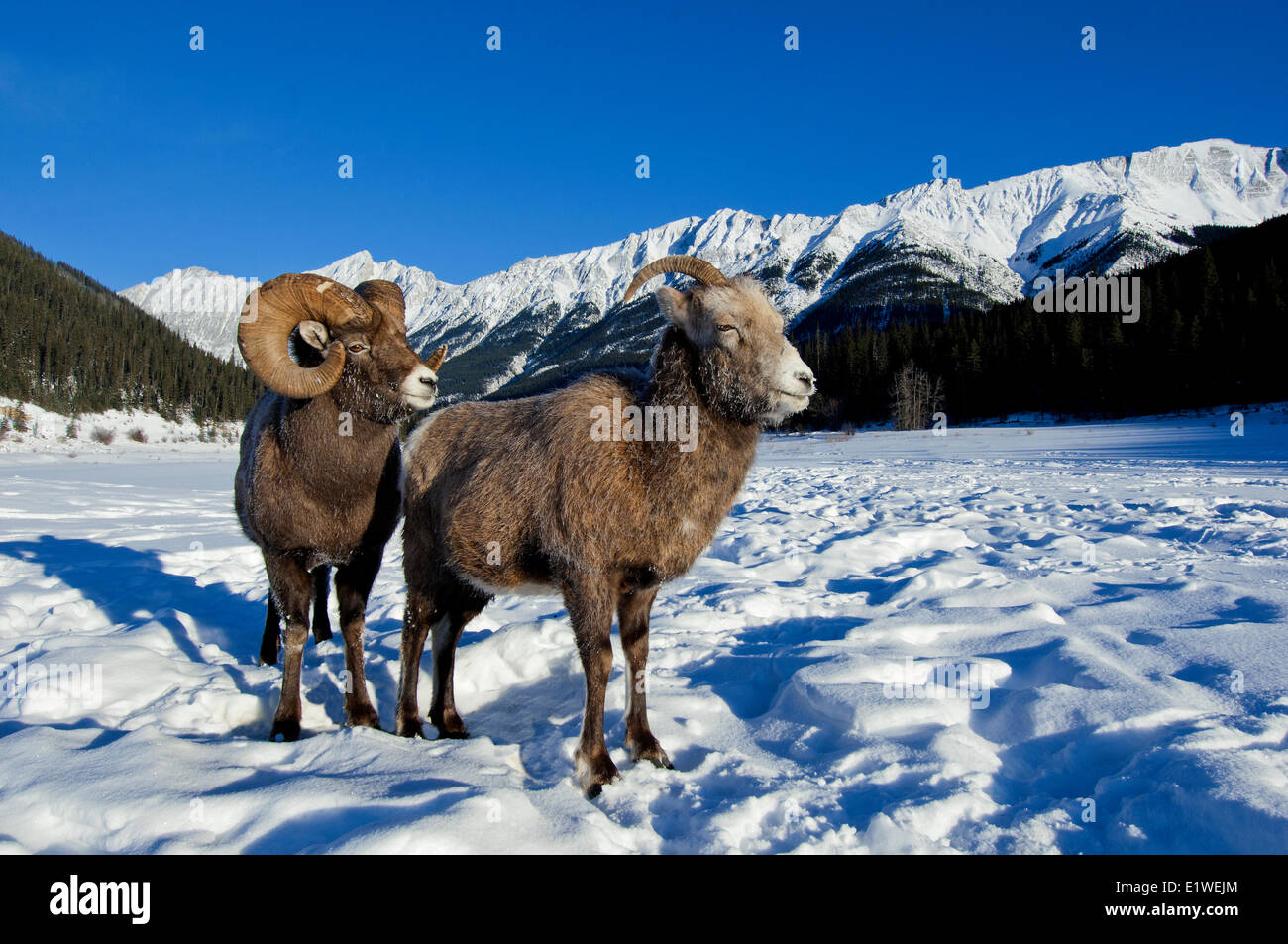 Bighorn sheep ram & ewe (Ovis canadensis) courting, with frost-covered muzzles at -28C, Jasper National Park, Alberta, Canada Stock Photo