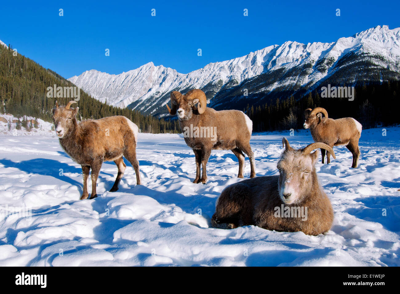 Bighorn sheep rams & ewes (Ovis canadensis), with frost-covered muzzle at -28C, Jasper National Park, Alberta, Canada Stock Photo