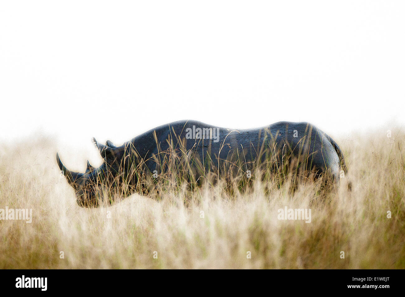 Black Rhinoceros, Diceros bicornis Stock Photo