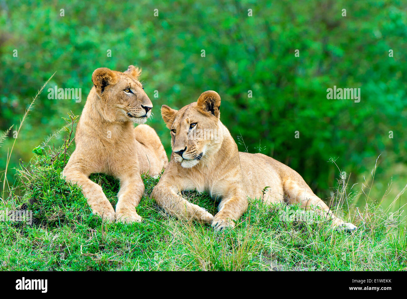 Female African lions (Panthera leo), resting on a termite mound, Masai Mara Game Reserve, Kenya, East Africa Stock Photo