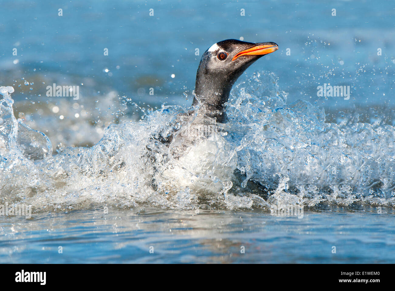 Gentoo penguin (Pygoscelis papua) returning from foraging at sea, Falkland Islands, Southern Atlantic ocean Stock Photo