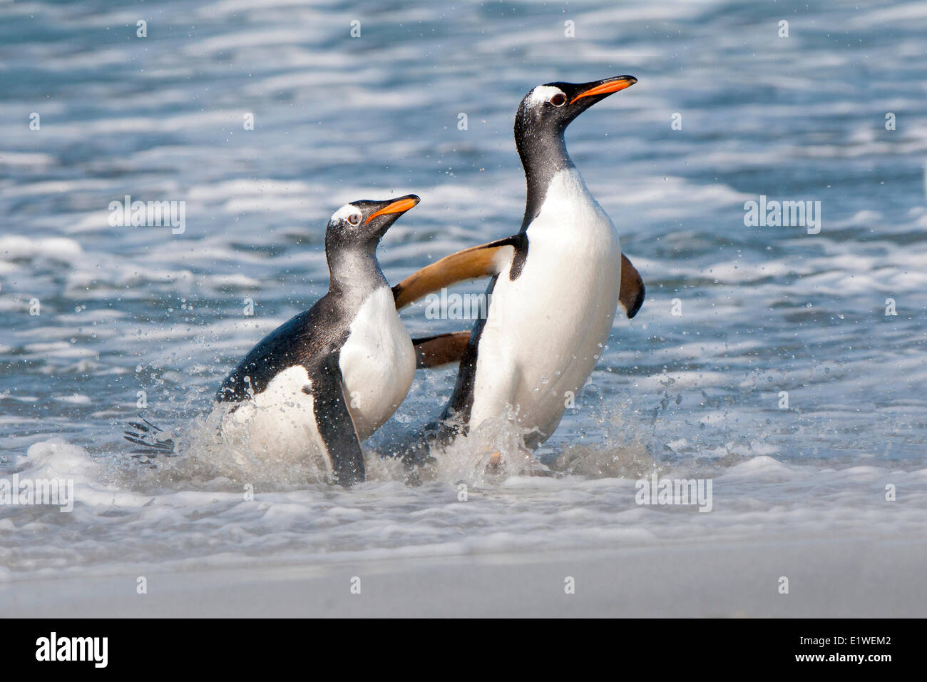 Gentoo penguins (Pygoscelis papua) returning from foraging at sea, Falkland Islands, Southern Atlantic ocean Stock Photo