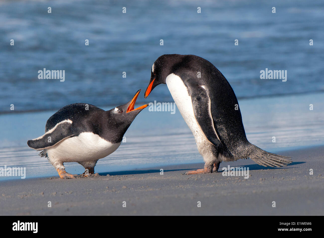 Gentoo penguins (Pygoscelis papua) squabbling on the shoreline, Falkland Islands, Southern Atlantic ocean Stock Photo