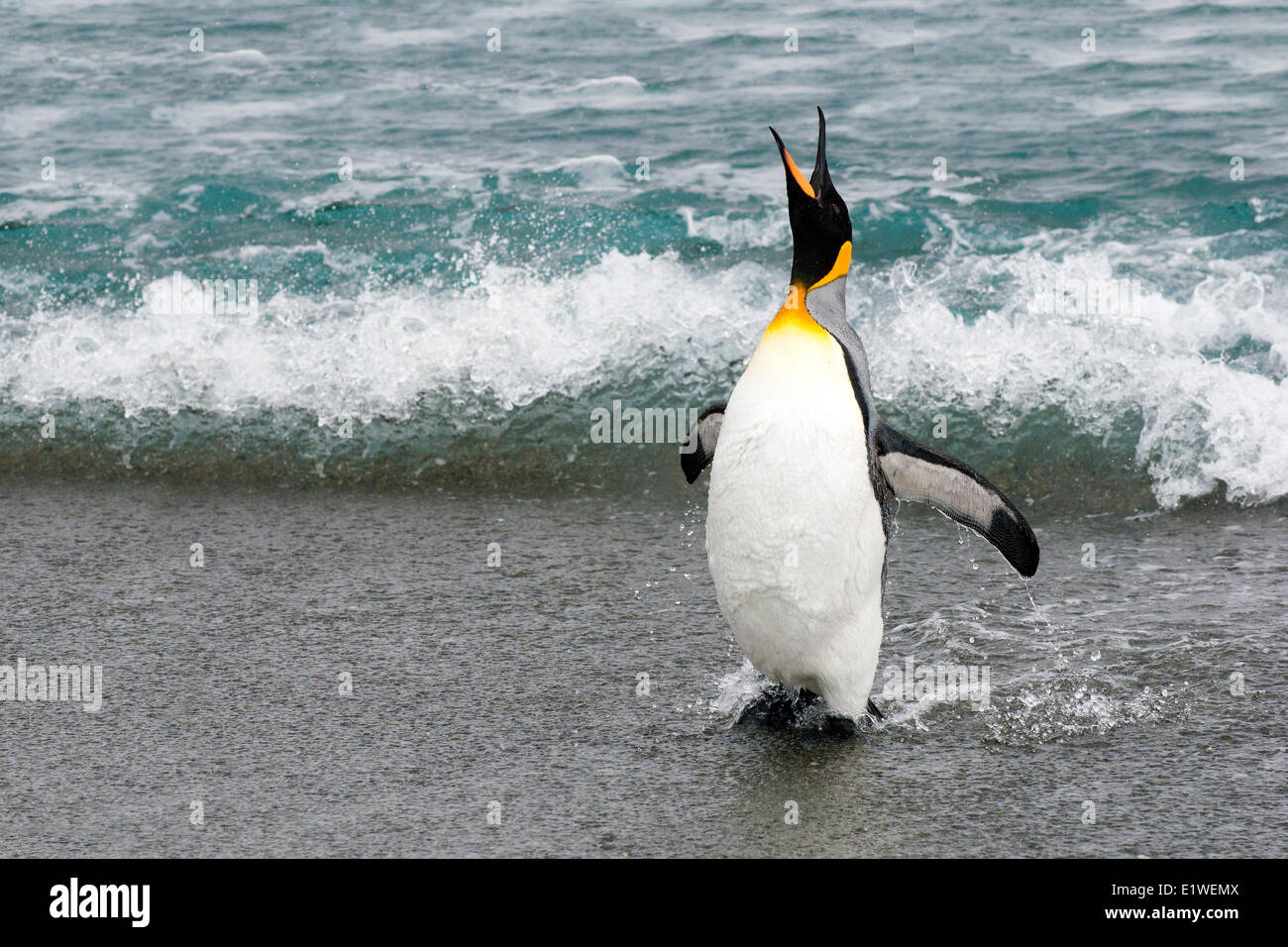 King penguin (Aptenodytes patagonicus) returning from foraging at sea, Island of South Georgia, Antarctica Stock Photo