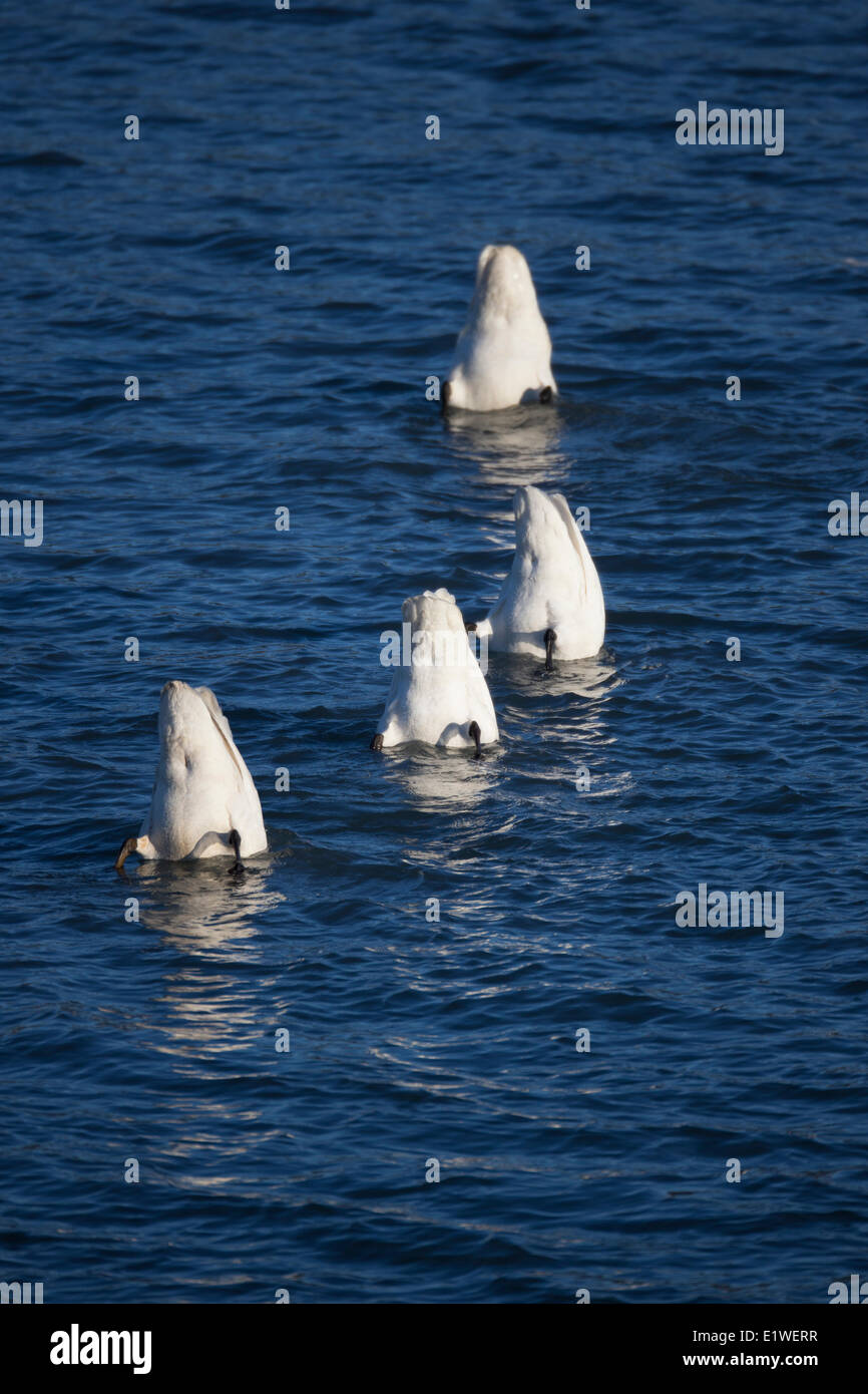 Four swans bottoms bob in the water as they dive down to get at aquatic plants, Tagish River, Yukon. Stock Photo