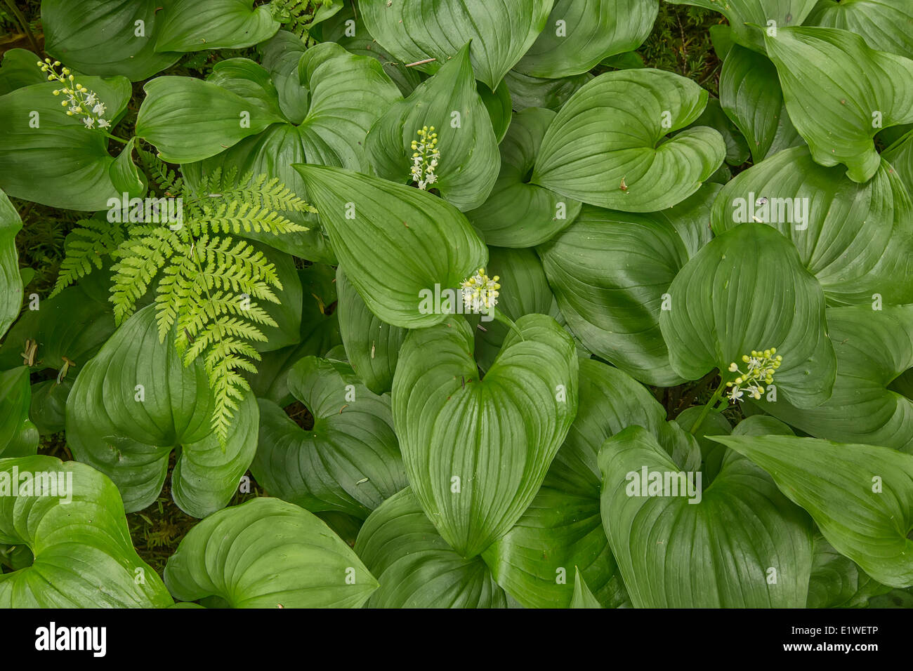 Plants growing in the rainforest along the West Coast Trail on Vancouver Island, British Columbia. Stock Photo