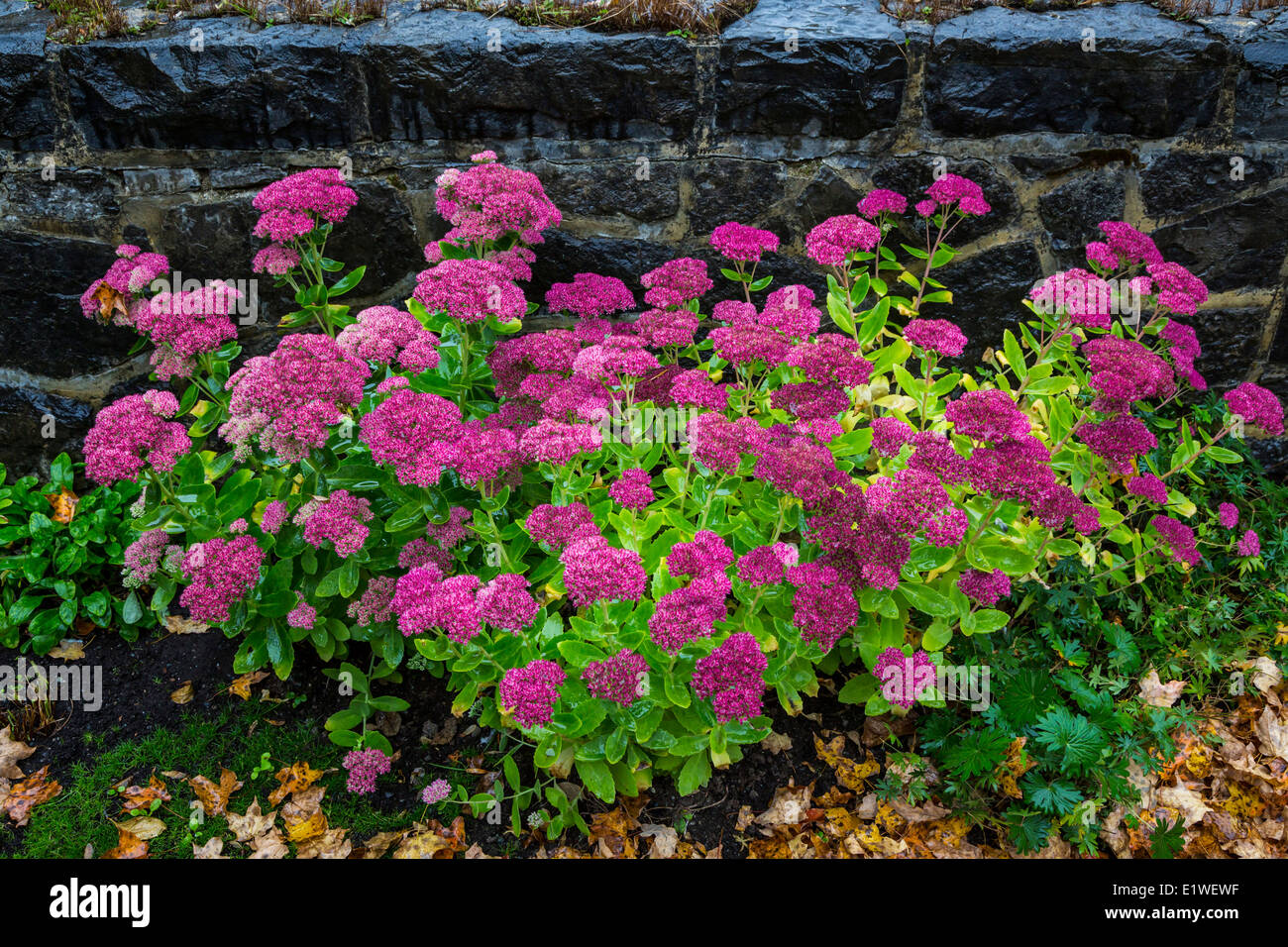 Sedum Flowers Stock Photos & Sedum Flowers Stock Images Alamy