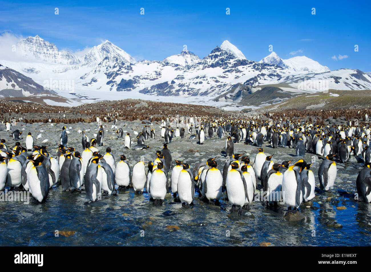 King penguins (Aptenodytes patagonicus) molting, Island of South Georgia, Antarctica Stock Photo