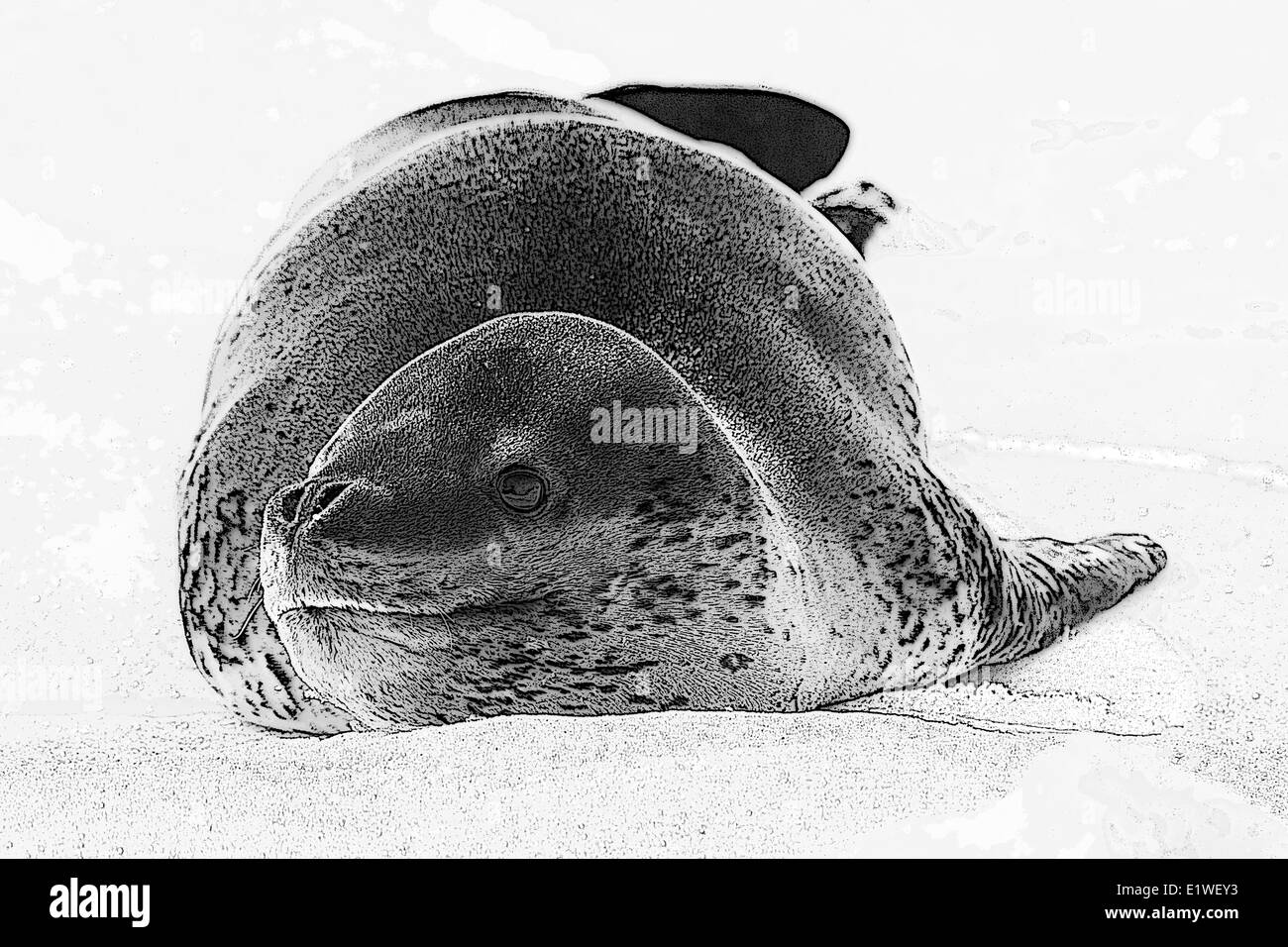 Female leopard seal (Hydrurga leptonyx), resting on pack ice, Pleneau Island, Antarctic Peninsula Stock Photo