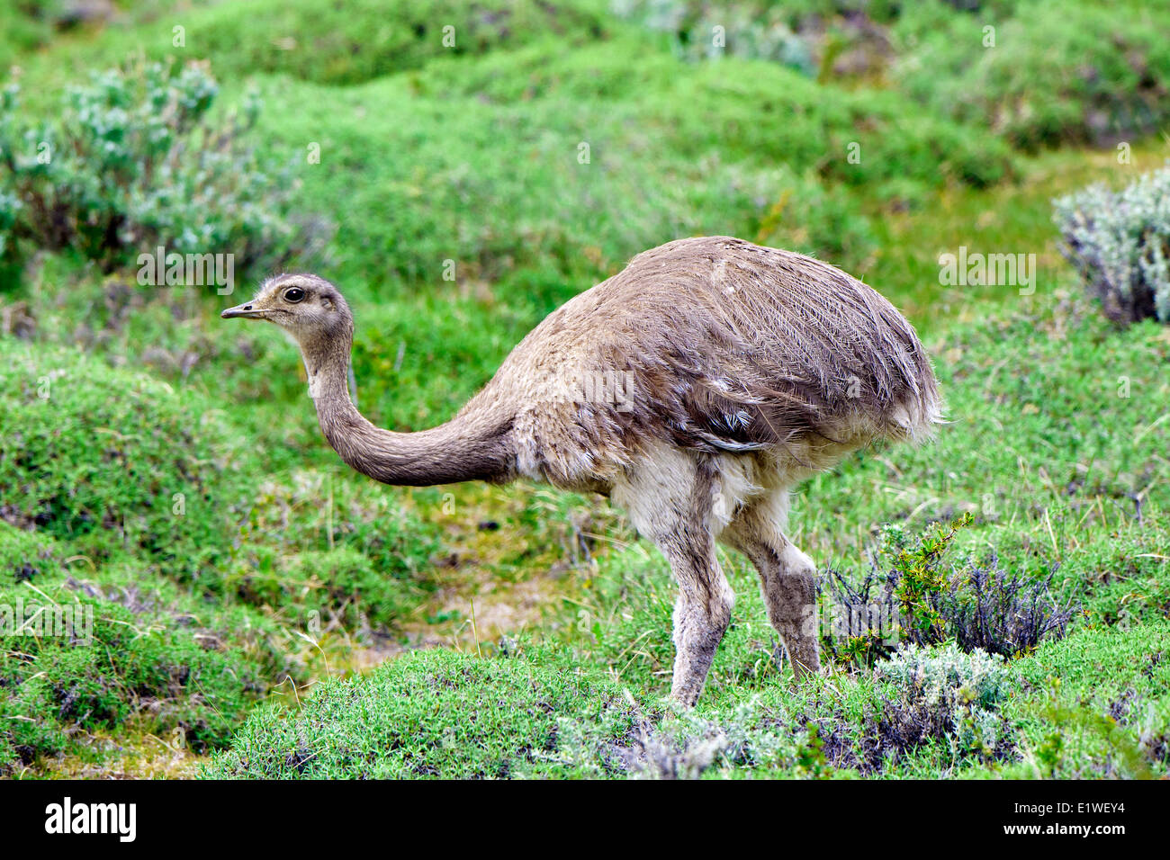Lesser rhea (Rhea pennata), Torres del Paine National Park, southern Patagonia, Chile Stock Photo
