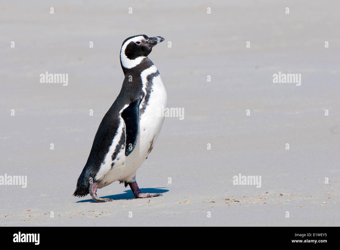 Magellanic penguin (Spheniscus magellanicus) coming ashore after a bout foraging at sea Falkland Islands Southern Atlantic Ocean Stock Photo