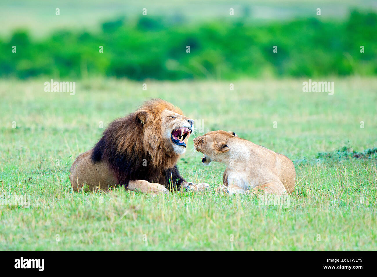 Mating lions (Panthera leo), Masai Mara Game Reserve, Kenya, East Africa Stock Photo