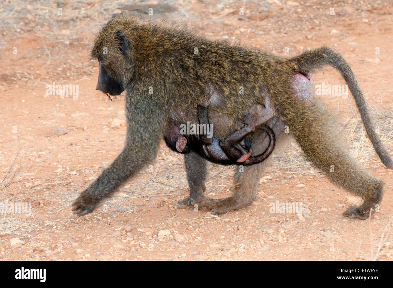 Olive baboon (Papio anubis) mother foraging for seeds while her newborn hangs below her belly, Kenya, East Africa Stock Photo