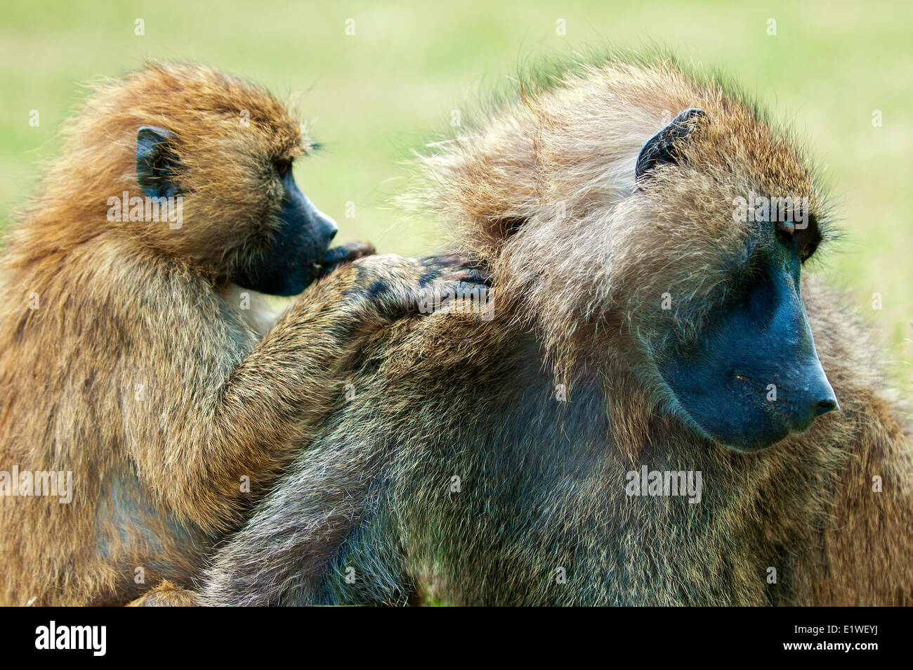 Olive baboons (papio anubis) grooming each other, Kenya, East Africa Stock Photo