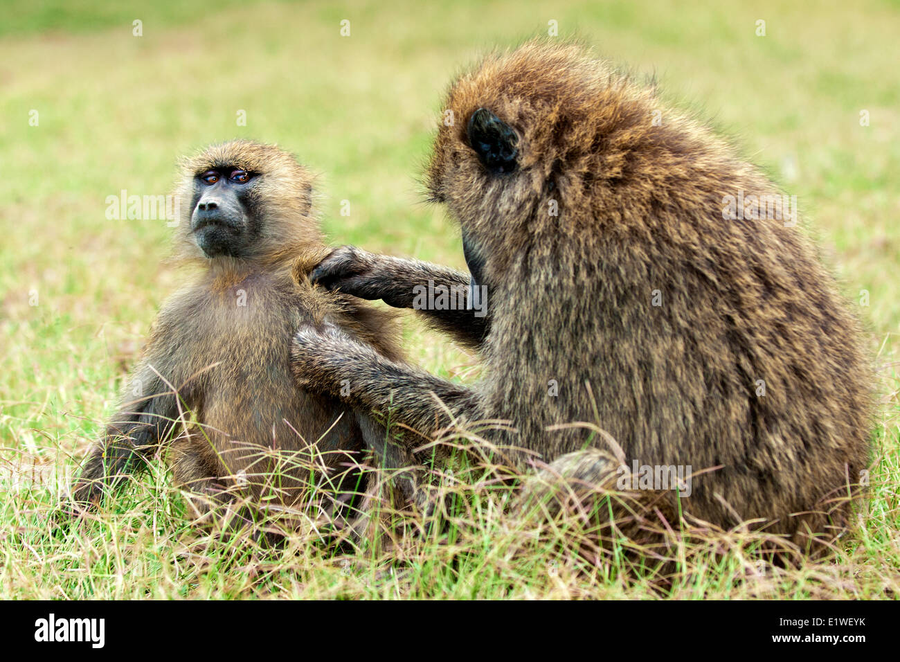 Olive baboons (papio anubis) grooming each other, Kenya, East Africa Stock Photo