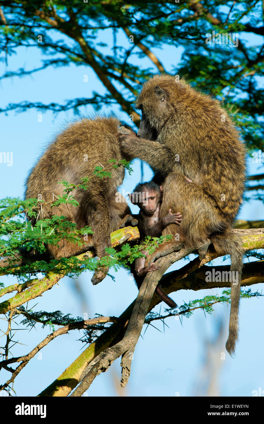 Olive baboons (papio anubis) grooming each other, Kenya, East Africa Stock Photo