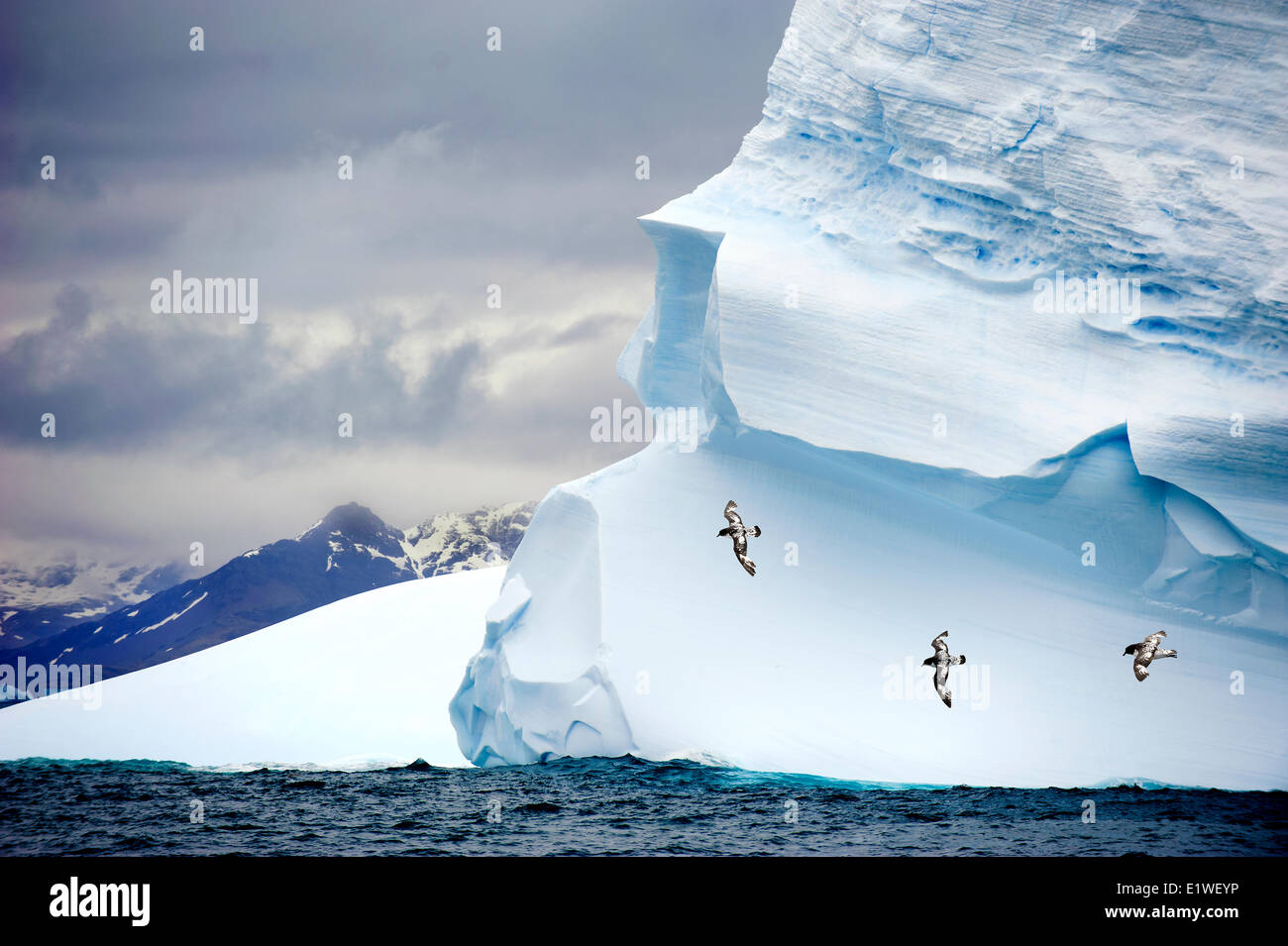 Pintado petrels (Daption capense), soaring past a grounded iceberg, Island of South Georgia, Antarctica Stock Photo
