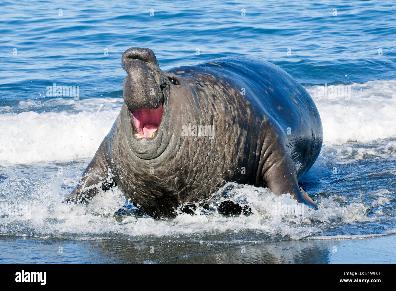 Southern elephant seal (Mirounga leonina) bull bellowing as it comes ashore St. Andrews Bay Island South Georgia Antarctica Stock Photo