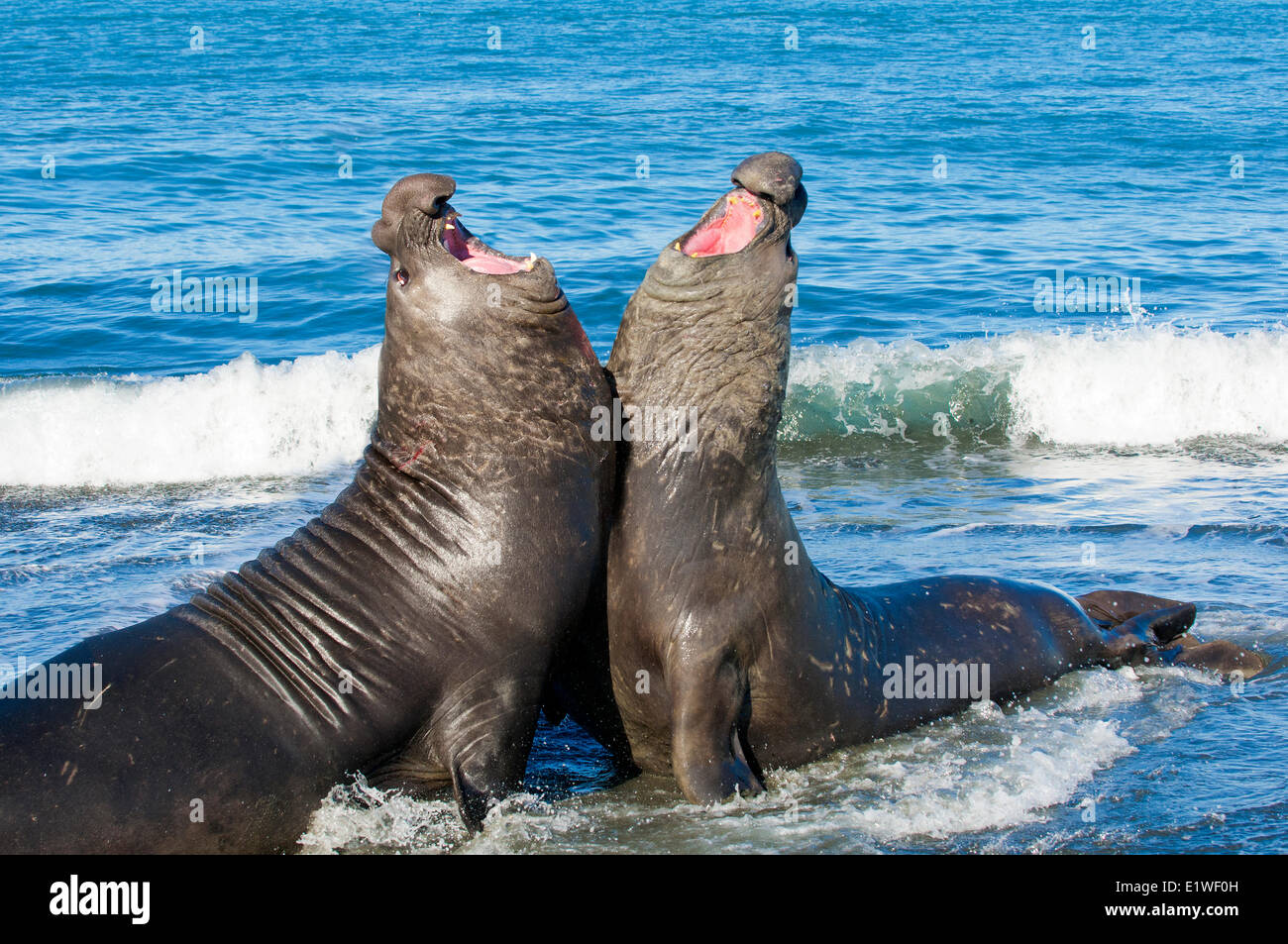 Southern elephant seal (Mirounga leonina) bulls fighting for a territory on the beach St. Andrews Bay Island South Georgia Stock Photo