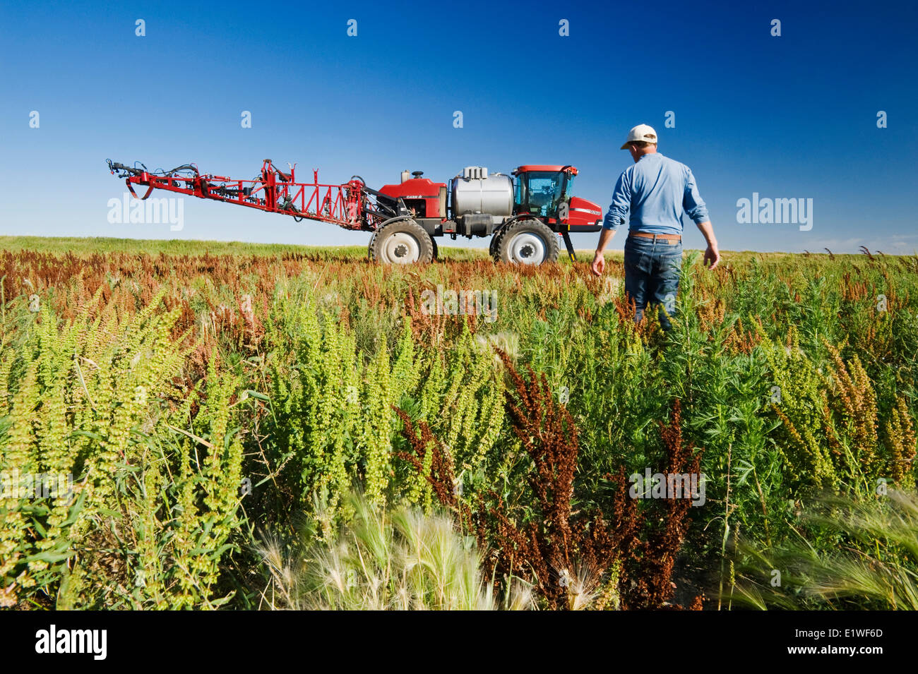 a man scouts weeds in field next to a high clearance sprayer, near Moreland, Saskatchewan, Canada Stock Photo