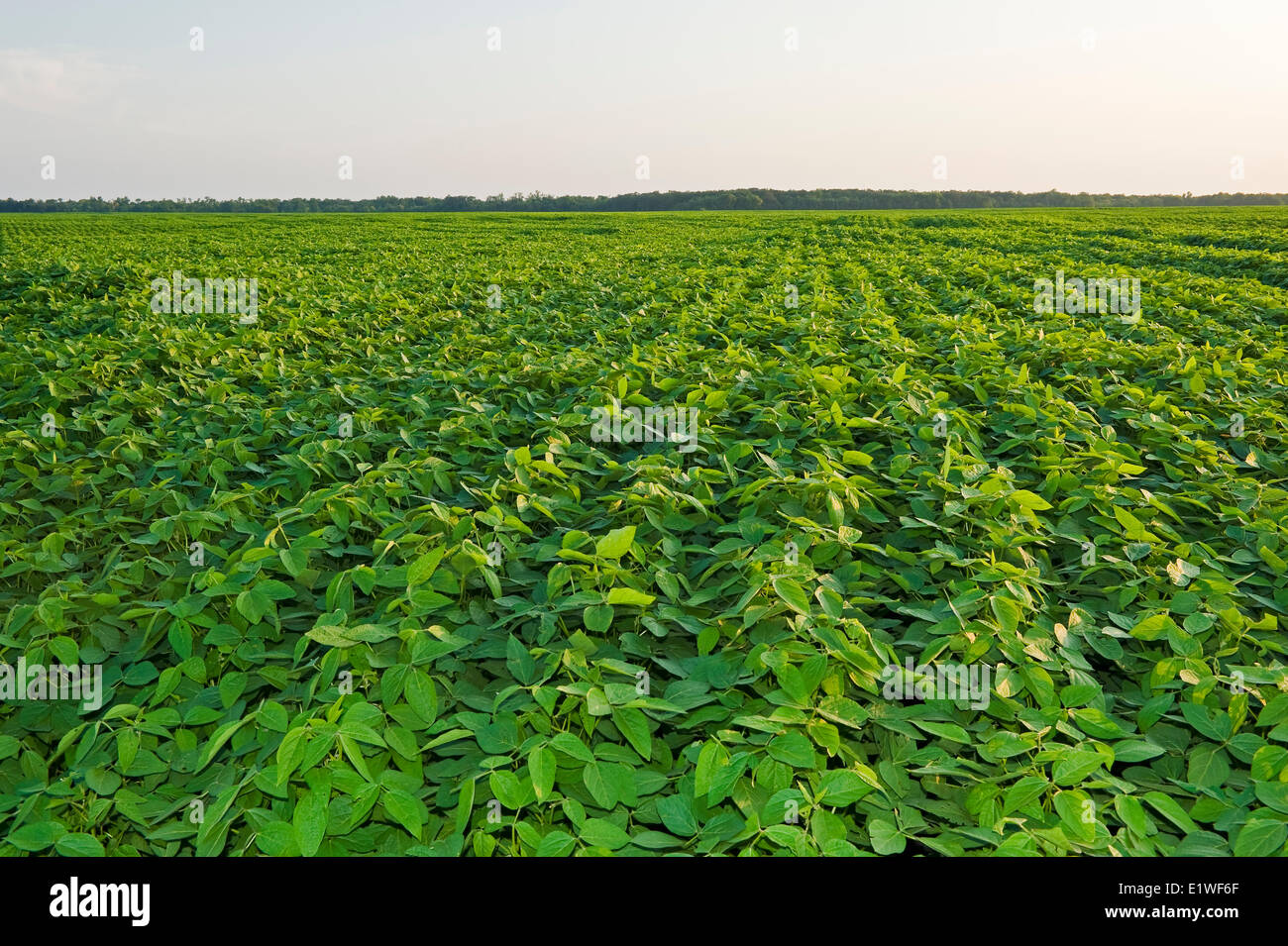 mid-growth soybean field, Manitoba, Canada Stock Photo