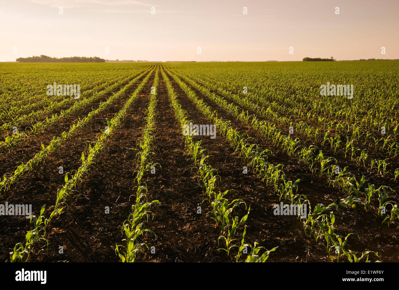 a field of early growth feed/grain corn stretches to the horizon,  near Dugald, Manitoba, Canada Stock Photo