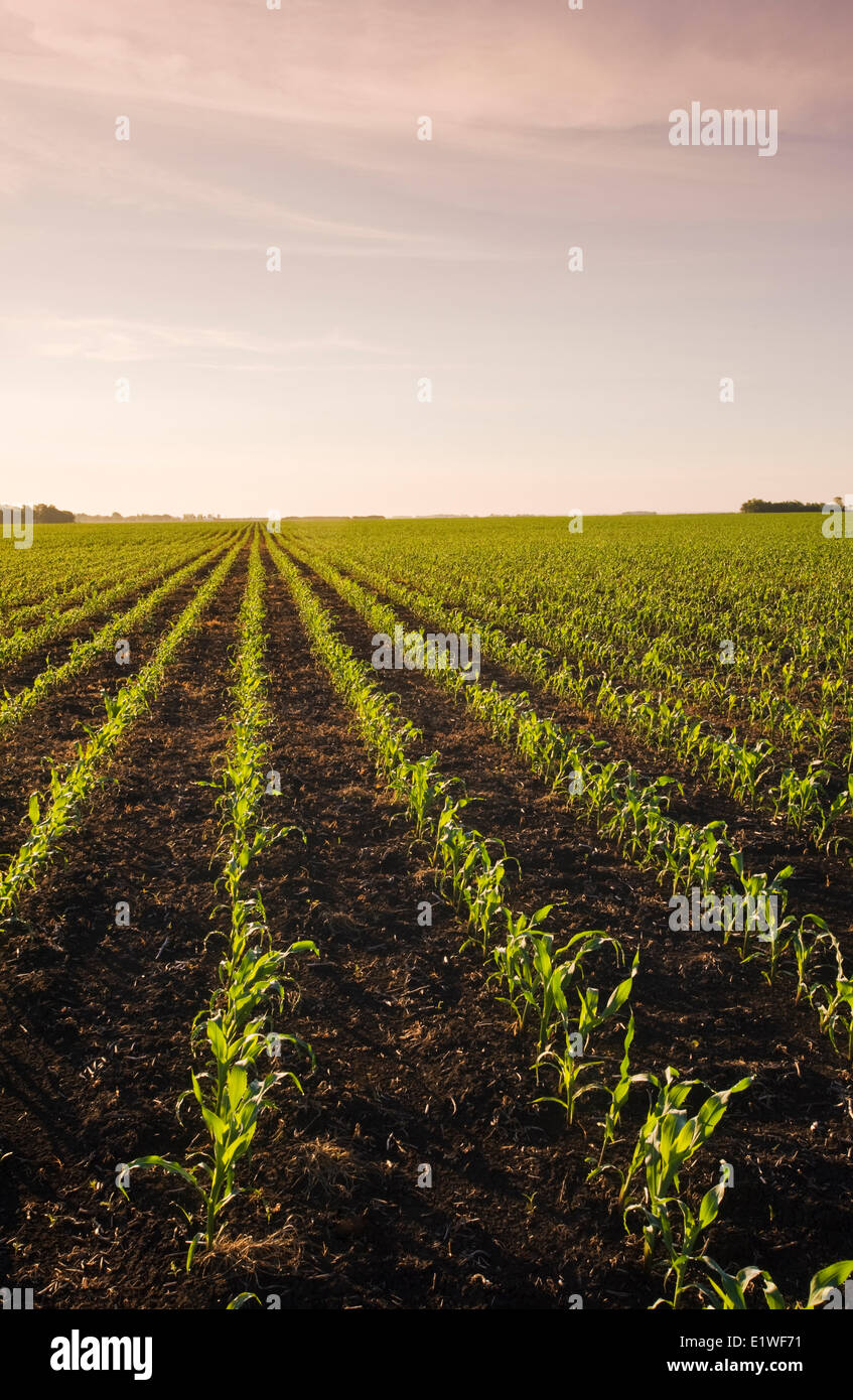 a field of early growth feed/grain corn stretches to the horizon,  near Dugald, Manitoba, Canada Stock Photo
