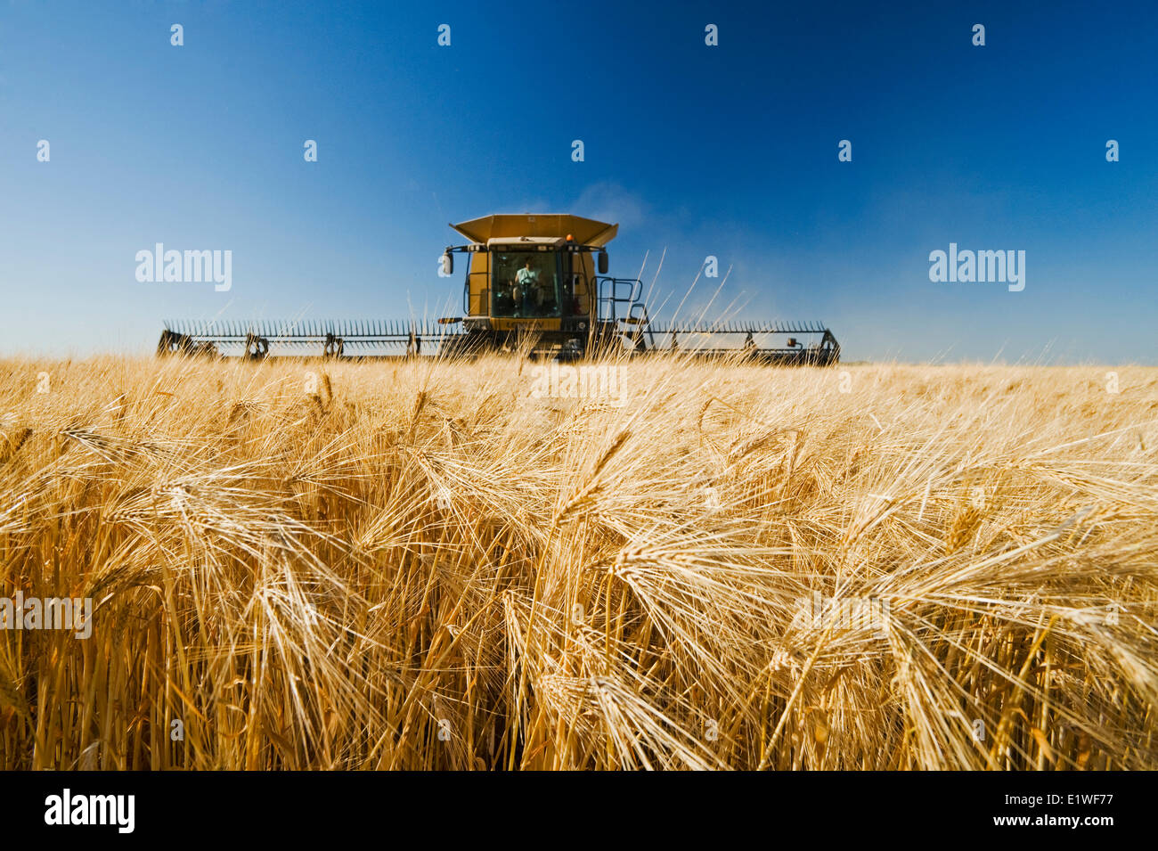 barley harvest, near Dugald,  Manitoba, Canada Stock Photo