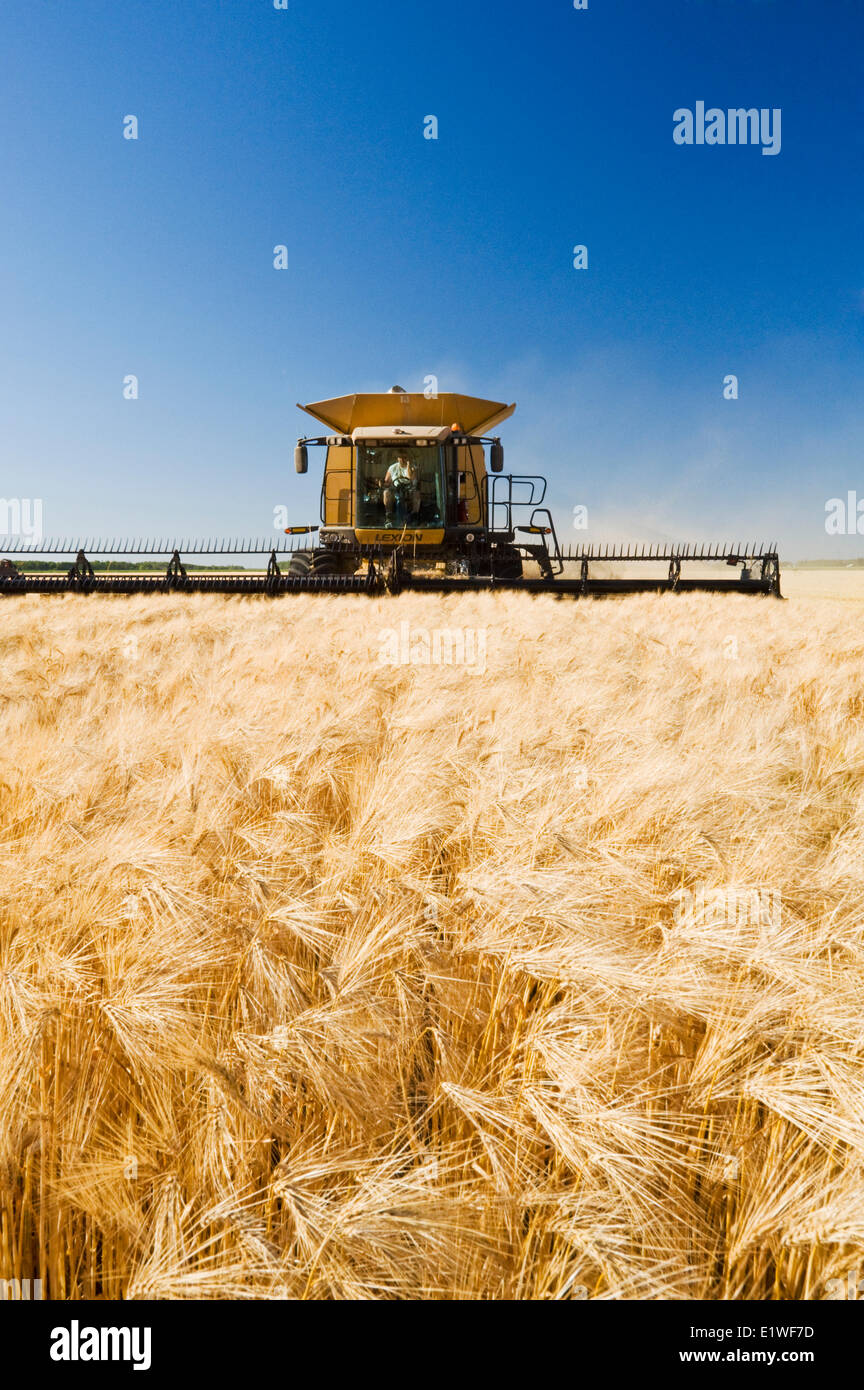 barley harvest, near Dugald,  Manitoba, Canada Stock Photo