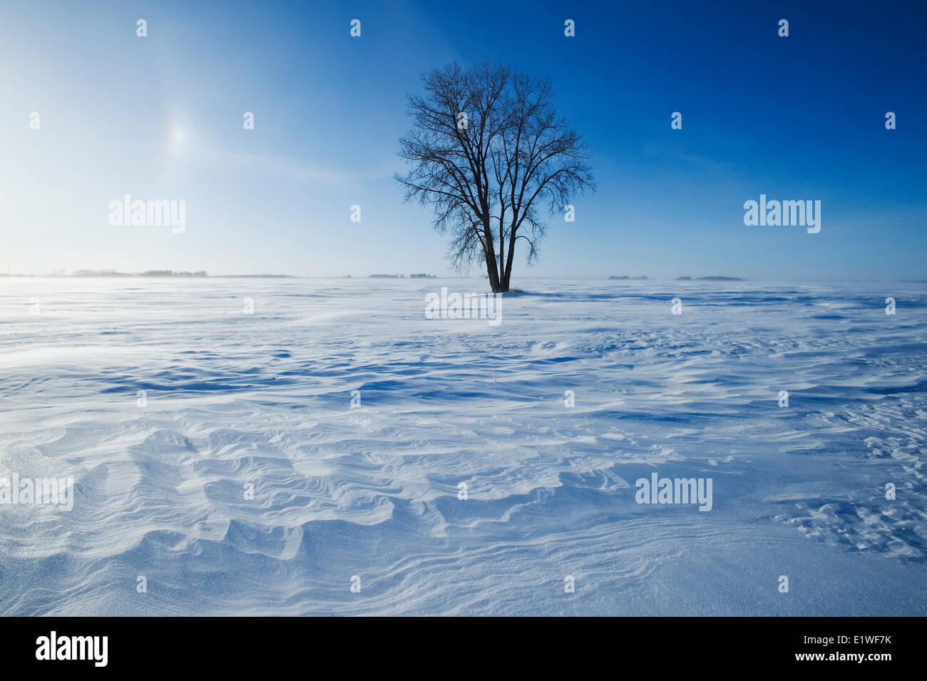 cottonwood tree/winter, near Dugald, Manitoba, Canada Stock Photo