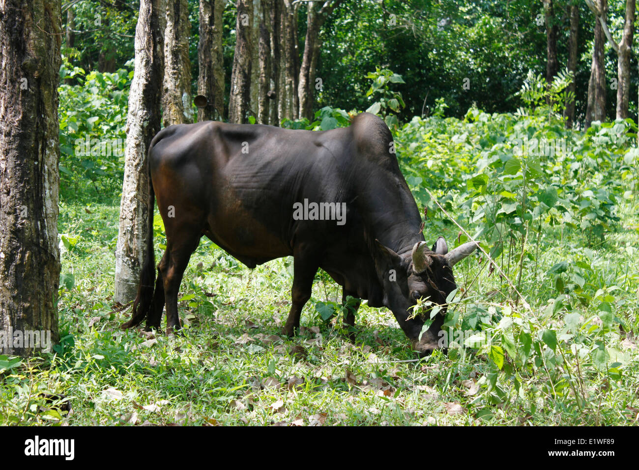 Buffalo eating in a meadow, Phuket, Thailand, Asia. Stock Photo
