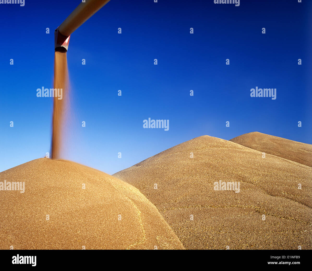 an auger stockpiles spring wheat during the harvest, near Lorette, Manitoba, Canada Stock Photo
