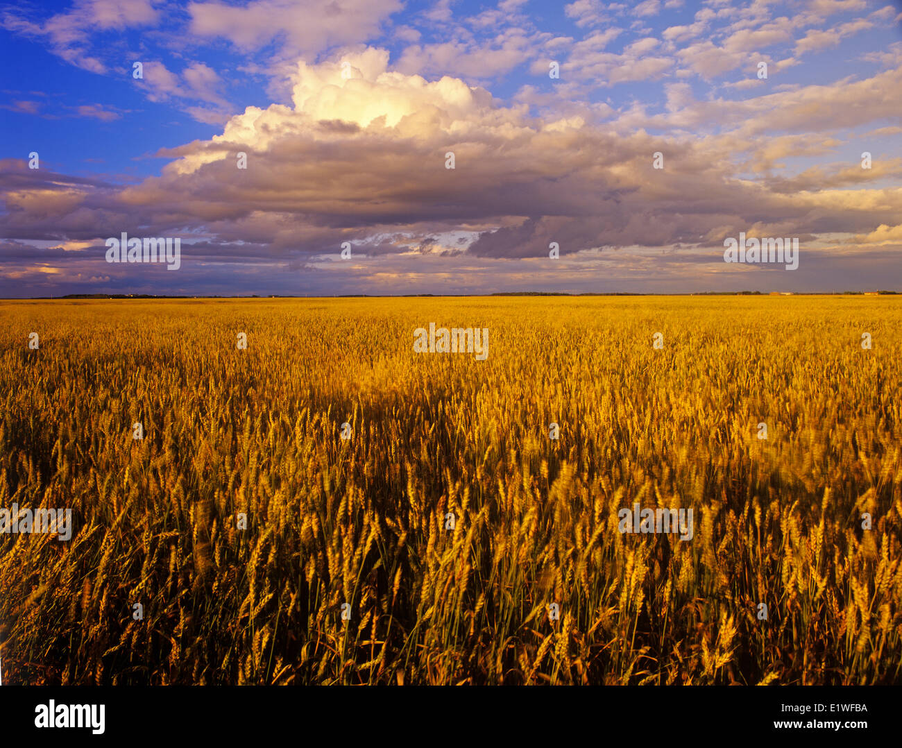 mature spring wheat field with developing cumulonimbus cloud in the background, near Dugald, Manitoba, Canada Stock Photo