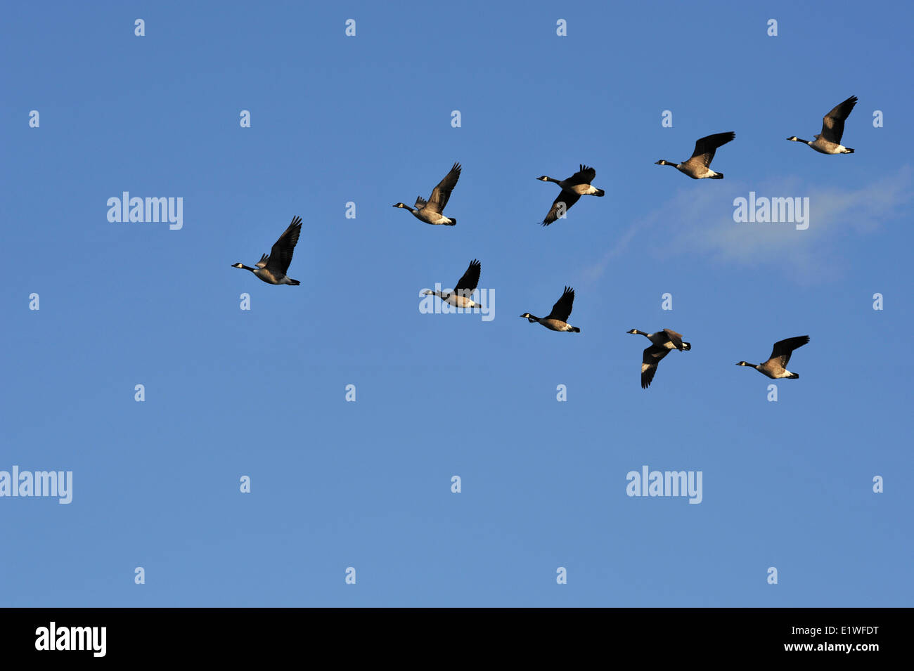 Flock of Canada Geese Flying in V Formation Stock Photo