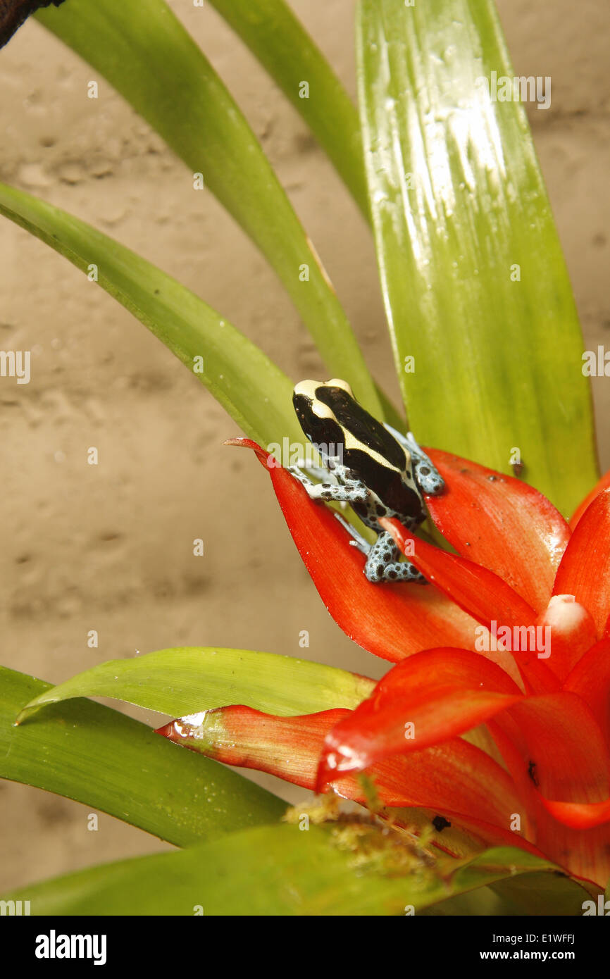 poison dart frog on bromeliad Dendrobates tinctorius Guzmania Stock