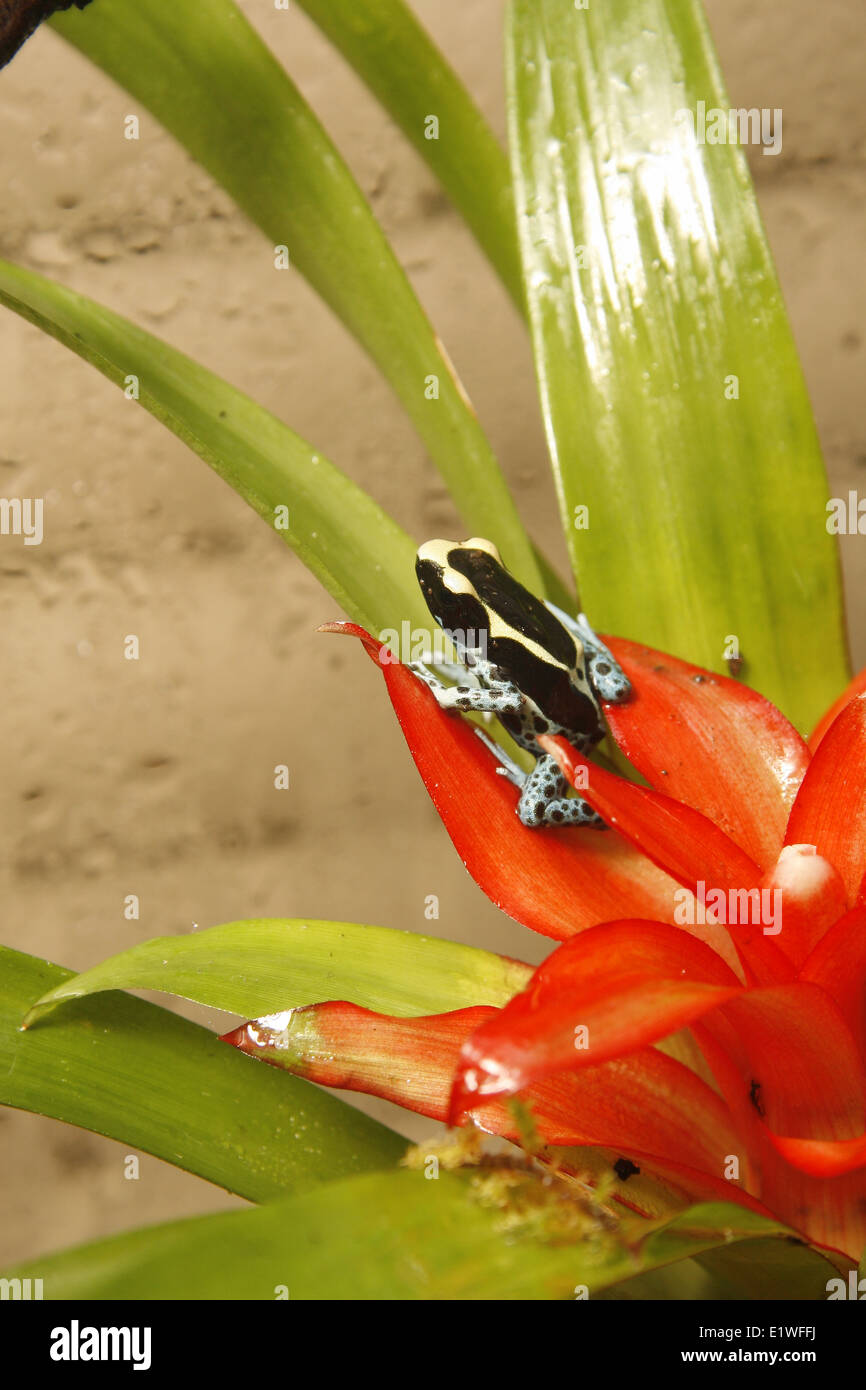 poison dart frog on bromeliad Dendrobates tinctorius Guzmania Stock Photo