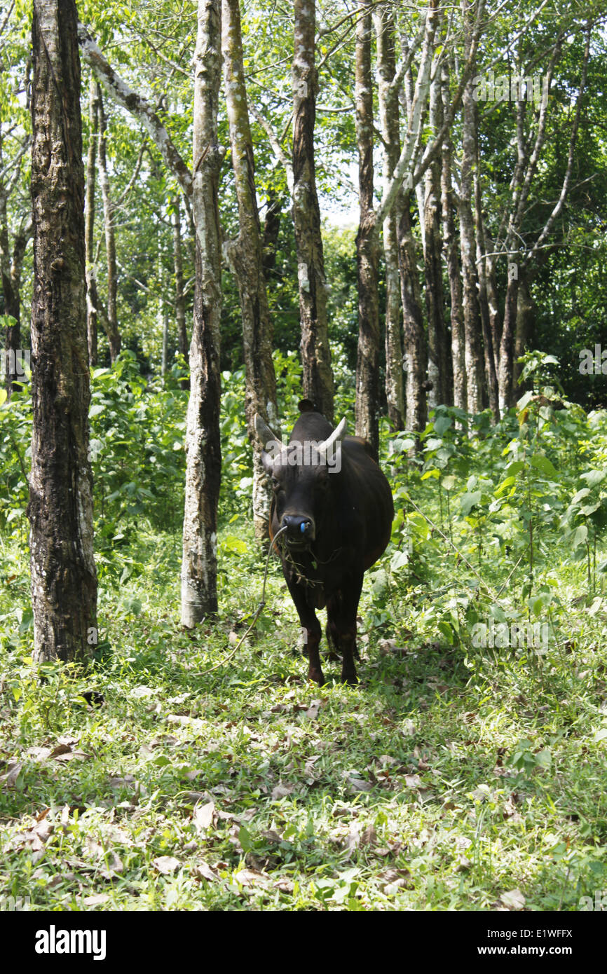 Buffalo eating in a meadow, Phuket, Thailand, Asia. Stock Photo