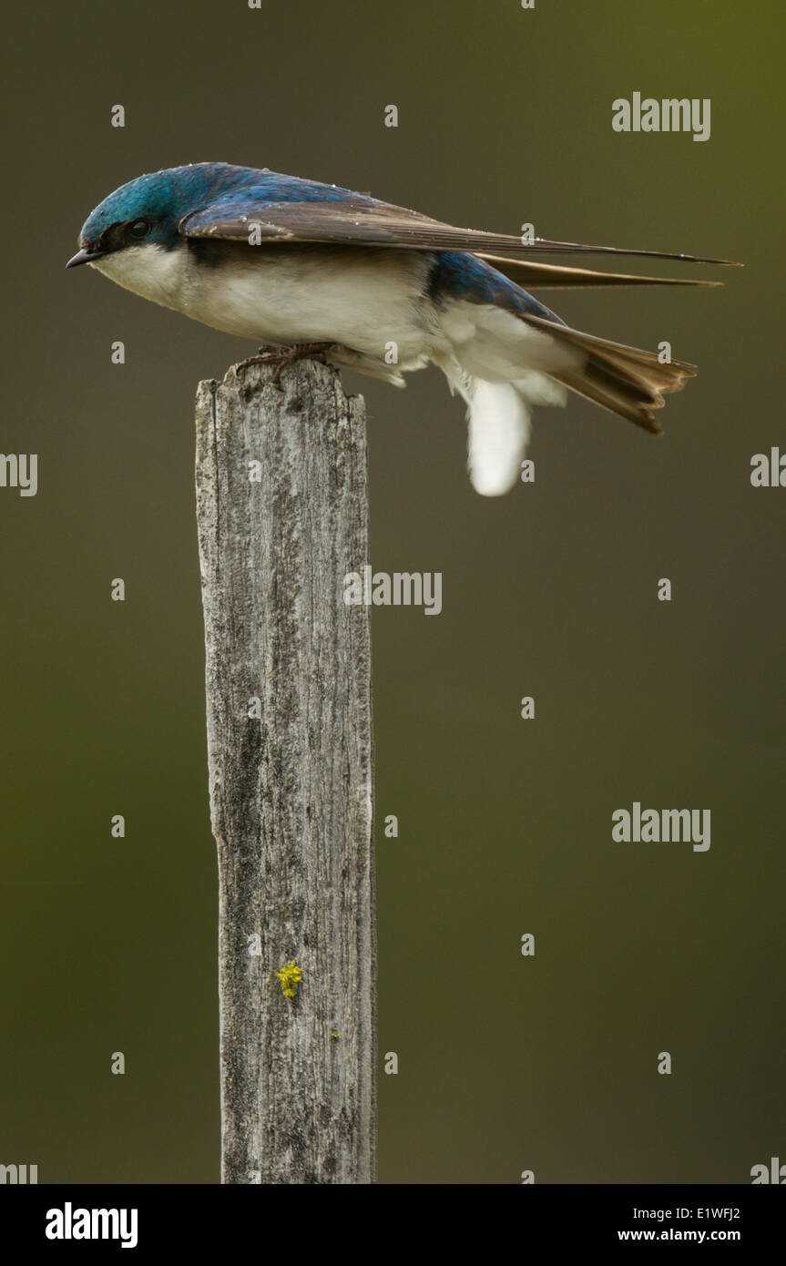 Tree Swallow (Tachycineta bicolor), Merritt, British Columbia Stock Photo