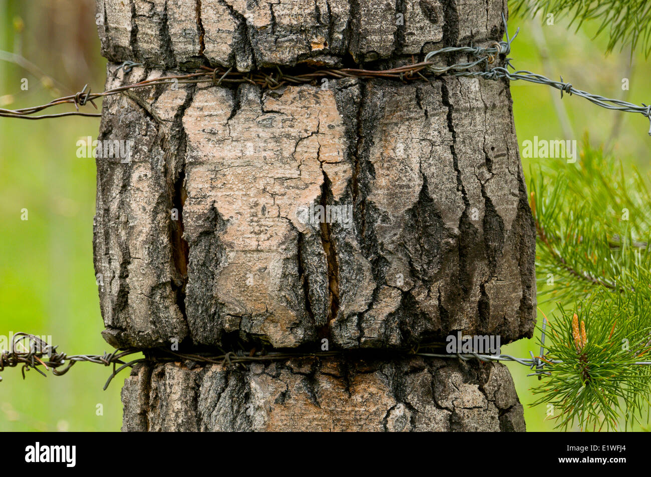 A Trembling Aspen (Populus tremuloides) tree is strangled by barbed wire, British Columbia Stock Photo